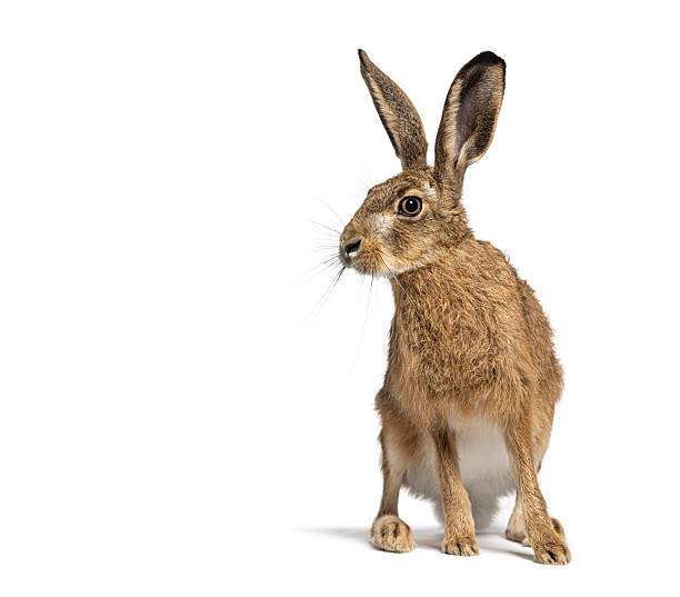 istock European hare or brown hare sitting and looking away, isolated on white 2220372889