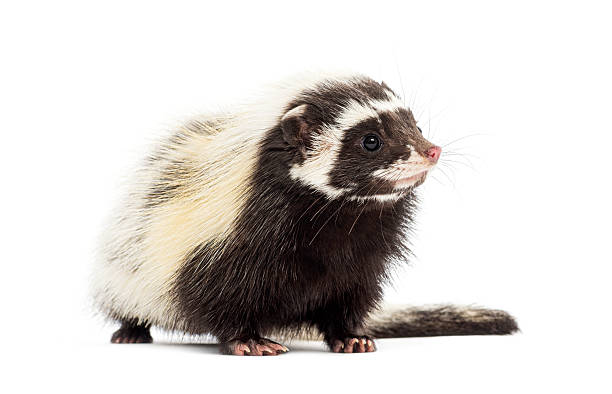 istock Saharan striped polecat looking away on white background 2220372909