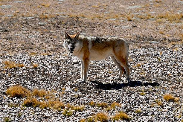Fighting gray wolves. Conflicts are common in the wolf pack. They enable the creation and maintenance of hierarchies.