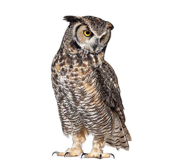 istock Great horned owl standing and looking down on white background 2220373022