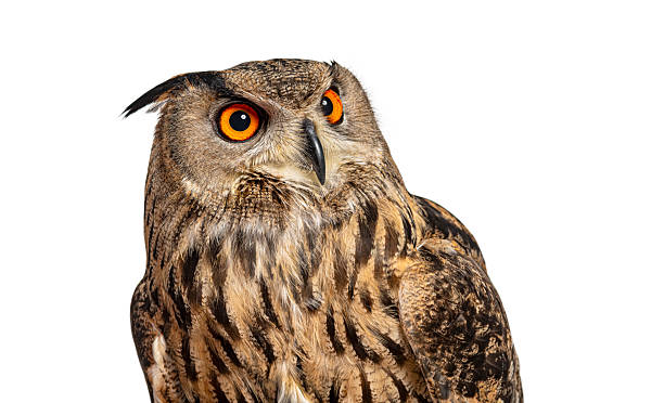 istock Eurasian eagle-owl staring with intense orange eyes on white background 2220373072