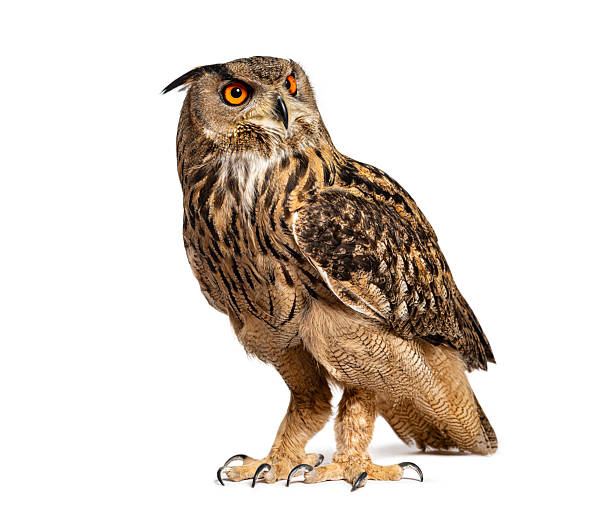 istock Eurasian eagle owl standing and looking back over shoulder 2220373086
