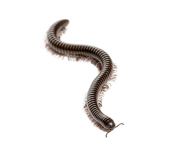 istock Ghana speckled leg millipede, Telodeinopus autii,  forming an s shape while crawling on a white background 2220373112