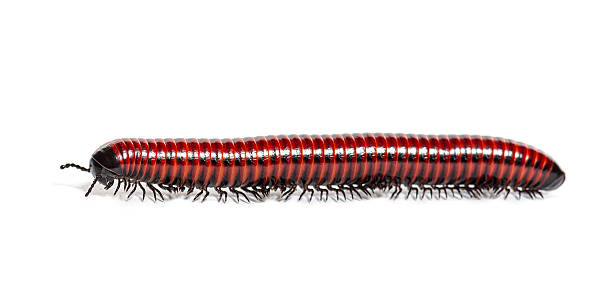 istock Giant african millipede crawling on white background 2220373144
