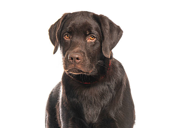 istock Chocolate labrador retriever puppy looking at camera on white background 2220373261