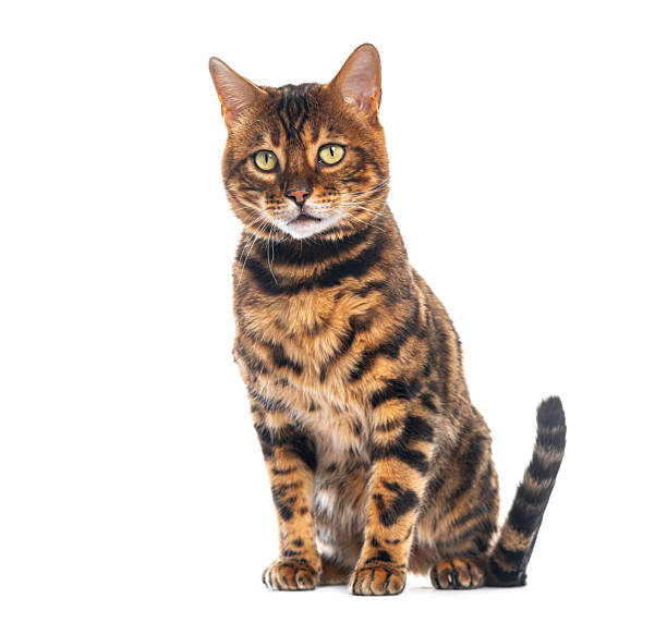 istock Bengal cat sitting and looking at camera on white background 2220373297