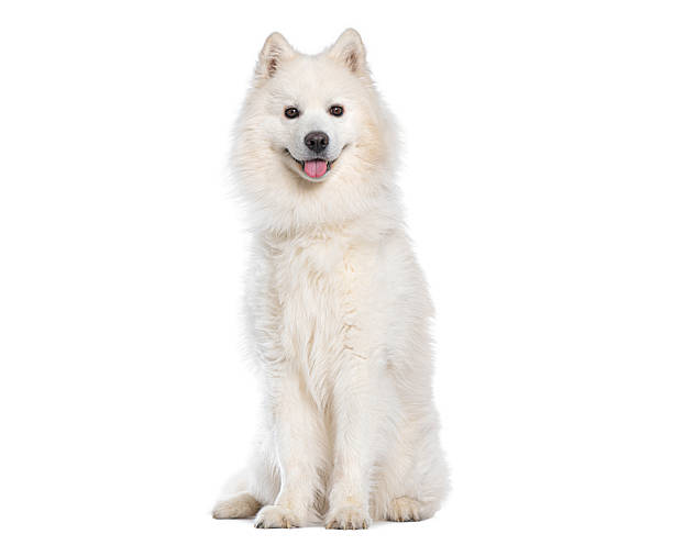 istock Samoyed dog sitting and panting on white background 2220373389