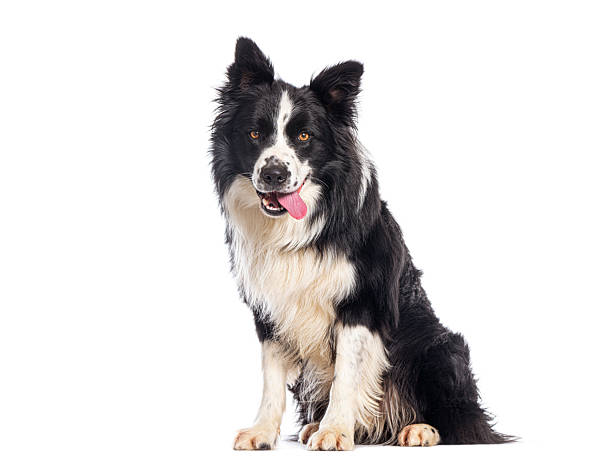 istock Border collie dog sitting and panting on white background 2220373398