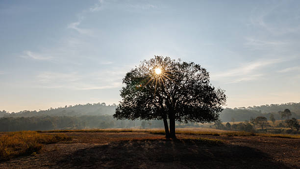 large tree in a dry field, with morning or evening sunlight piercing through its canopy, creating beautiful sun rays.