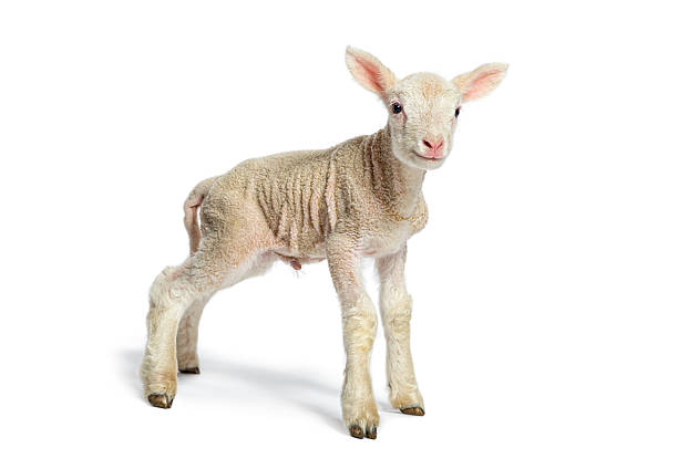 istock Lamb standing on white background and looking at camera 2220373566