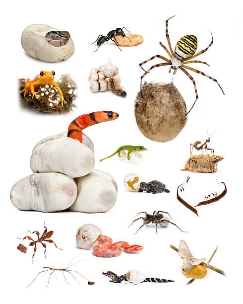 Collage of different types of animals emerging from various eggs and cocoons, showcasing the diversity of birth in the animal kingdom