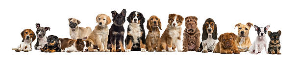 istock Large group of puppies posing together on white background 2220373651
