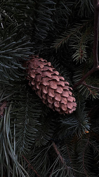istock Pine cone hanging on an evergreen branch in a forest 2220373659
