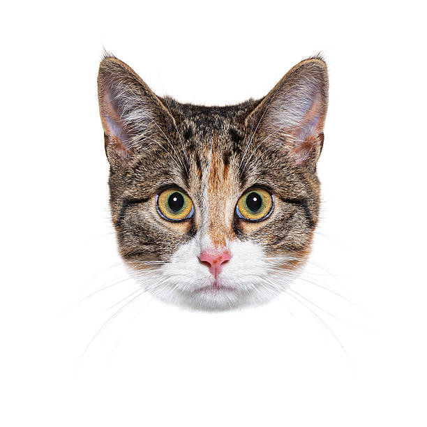 istock Curious cat peeking over white background with big eyes 2220373698