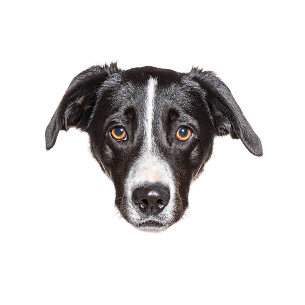 istock Adorable black and white dog looking inquisitively at the camera 2220373715