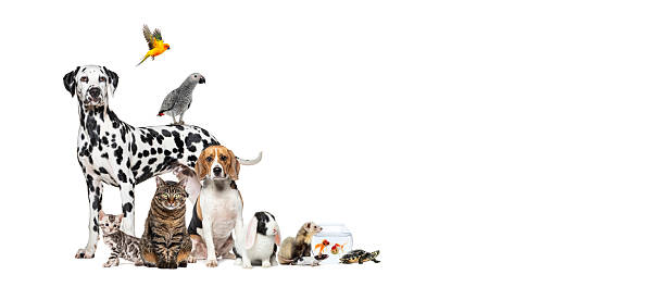 istock Large group of pets posing together on white background 2220373721