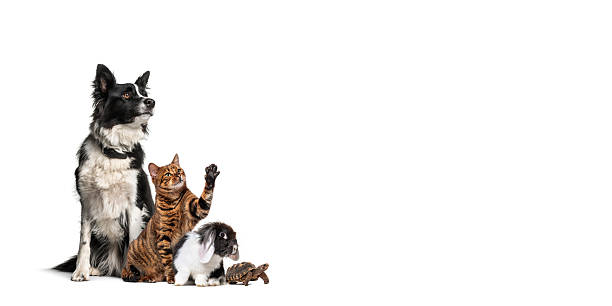 istock Group of pets posing together on white background 2220373760