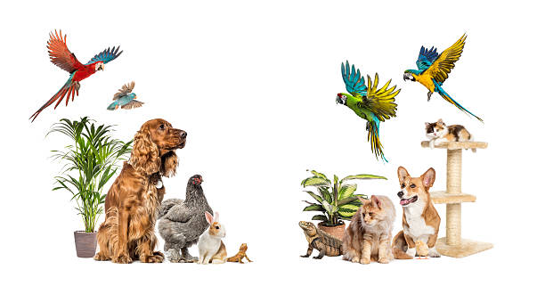 istock Large group of domestic animals posing together with plants 2220373761
