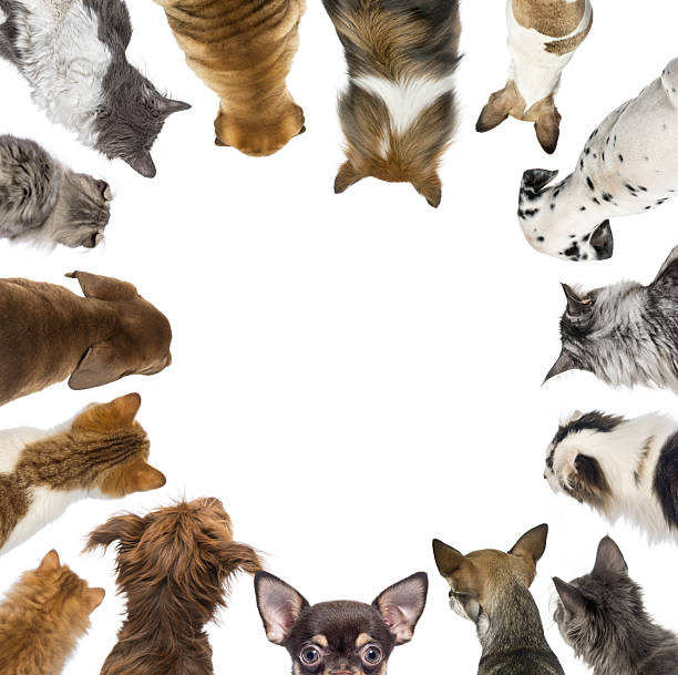 istock Group of cats and dogs looking down forming a circle on white background 2220373801