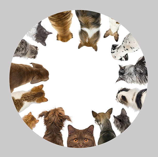 Group of cats and dogs of mixed breeds looking down, forming a circle with white copy space in the center