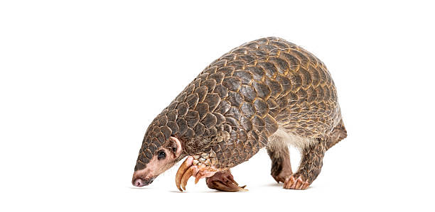 istock Chinese pangolins, Manis pentadactyla, 2220375185