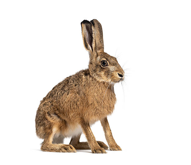 istock European hare or brown hare sitting and looking away on white background 2220375308