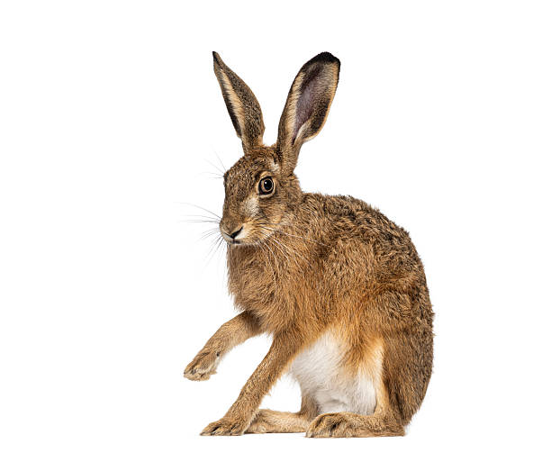 istock European hare raising its paw on white background 2220375320