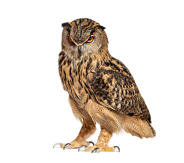 istock Eurasian eagle-owl standing and staring with intense gaze on white background 2220375544