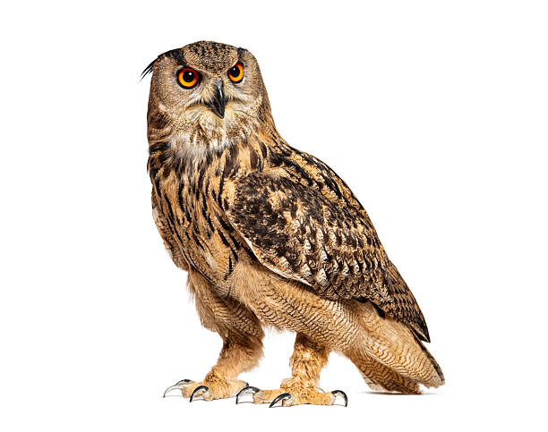 istock Eurasian eagle-owl standing and looking at camera on white background 2220375569