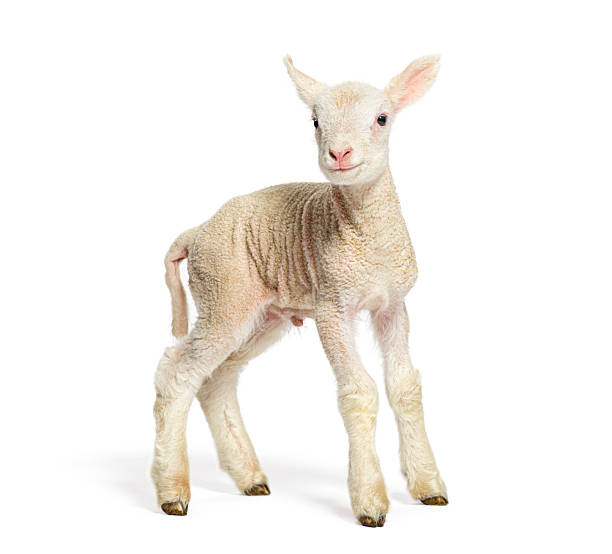 istock Adorable lamb standing on white background 2220375658