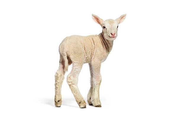 istock Adorable lamb standing on white background 2220375686