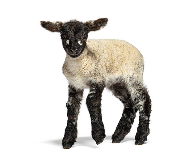 istock Adorable lamb walking on white background 2220375715
