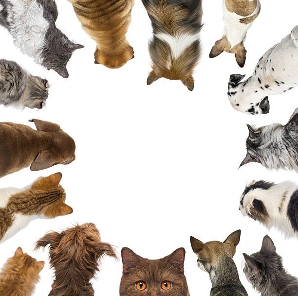 istock Cats and dogs looking down forming a circle with copy space 2220375900