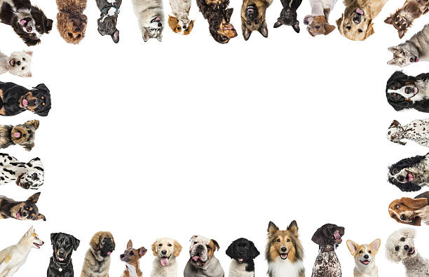 istock Large group of dogs making a border around white copy space 2220375956
