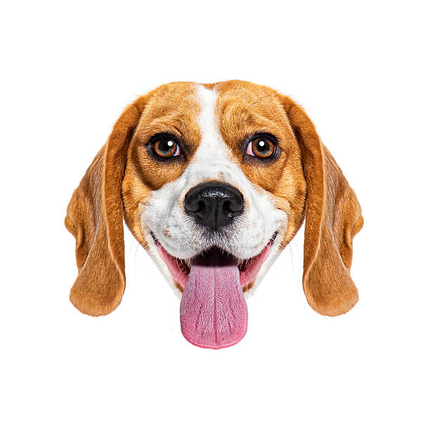 istock Happy beagle dog sticking out tongue on white background 2220376030