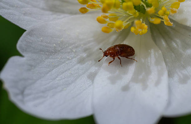 istock Meligethes sp., Pollen Beetle: Brown beetle, oval body, on  flowers 2220377752