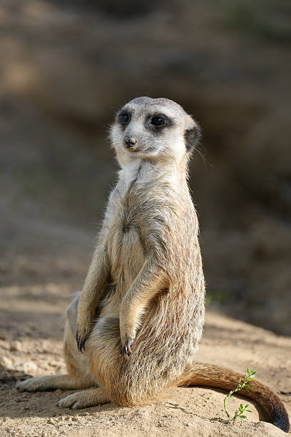 Portrait of a meerkat. Animal in close-up. Suricata suricatta. stock photo