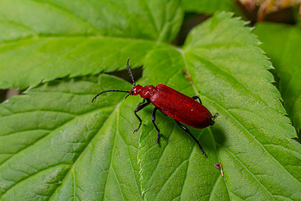 istock Pyrochroa sp., Cardinal Beetle: Bright red elongated body 2220378091