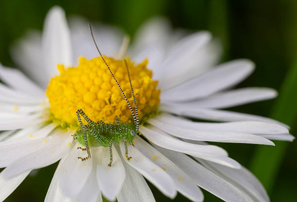A young Leptophyes punctatissima nymph is seen perched on a bright daisy surrounded by lush green foliage under warm sunlight in a garden during spring.