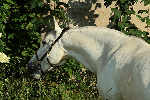 White horse's head in back light on black background. Brided mane.