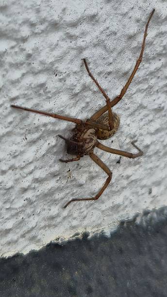 istock Giant House Spider (Eratigena species) on textured wall 2220378858