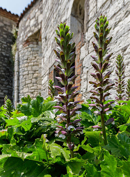 istock Acanthus mollis (family: Acanthaceae). Common name: bear's breeches 2220379031