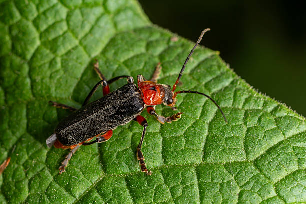 istock Red-legged soldier beetle Cantharis pellucida foraging on green leaf in the afternoon sunlight 2220379729