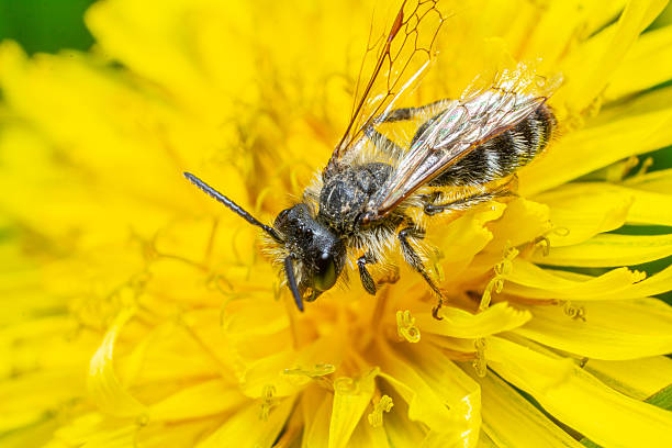 istock Andrena sp., Mining Bee: Solitary bee, important pollinator, nests in ground. 2220380232