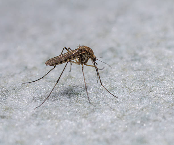 istock Common mosquito Culex pipiens resting on a surface showcasing its slender body and long legs while preparing to feed during a warm evening 2220380236