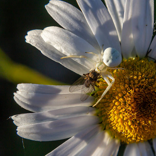 White spider catches fly on a blooming daisy under soft morning light in a garden setting.