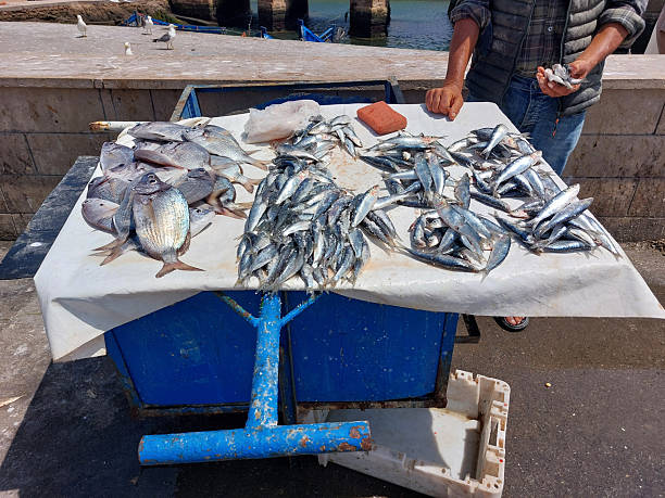 Essaouira fish market, Morocco, variety of fish and other sea organisms