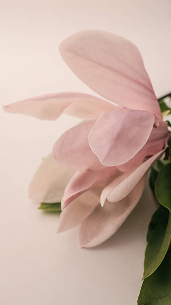 istock Flat lay composition with blooming magnolia flowers on the right side over beige background. Soft pink petals and green leaves create a gentle, elegant and minimal spring-themed design 2220383146