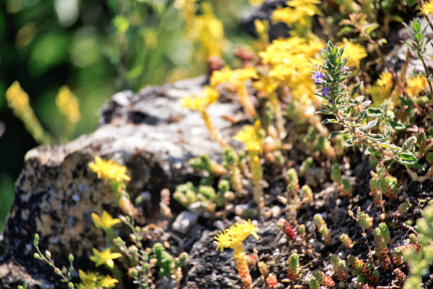 Yellow frolwers closeup