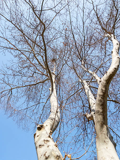 istock Bottom view of a trees in a forest 2220386305